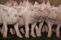 Новая партия свиней поступила в "Мерси Агро Сахалин"